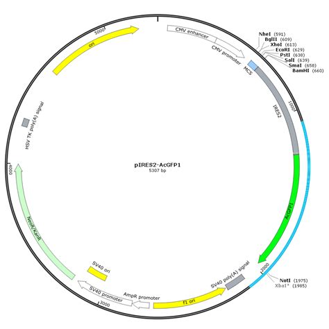 pIRES2-AcGFP1哺乳动物表达双顺反子绿色荧光 - 哺乳动物过表达质粒 - 真核质粒 - 产品展示 - 上海海吉浩格生物科技有限公司