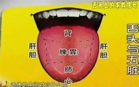 舌头对应五脏图图片