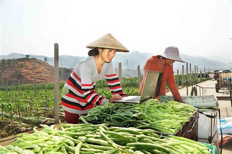 农民在网络直播销售农产品—高清视频下载、购买_视觉中国视频素材中心