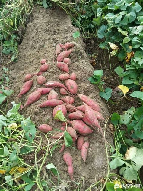 红薯如何催芽？这三种方法快速又方便！_土壤