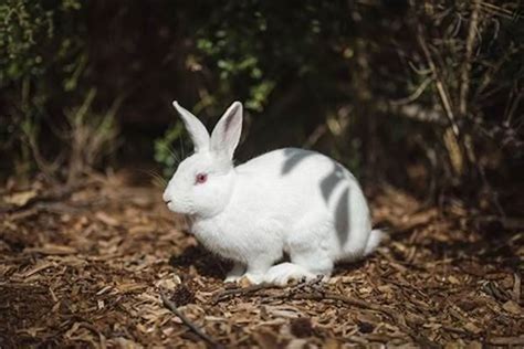 生肖属兔性格婚配运程 属兔的人几月出生最好 - 卯兔