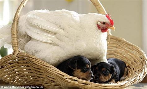 摄影师拍到鸡妈妈和狗儿子