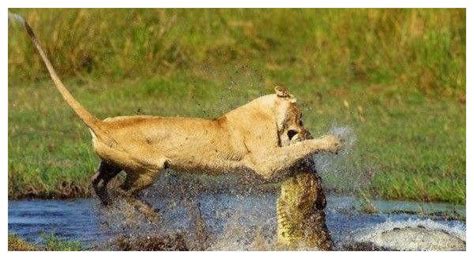 为什么非洲动物纪录片拍摄者不害怕狮子？ - 知乎
