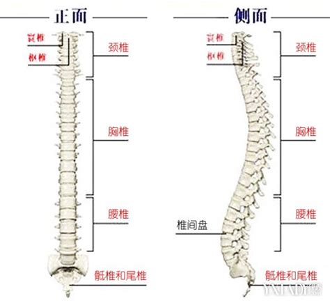 脊柱构造图解图片