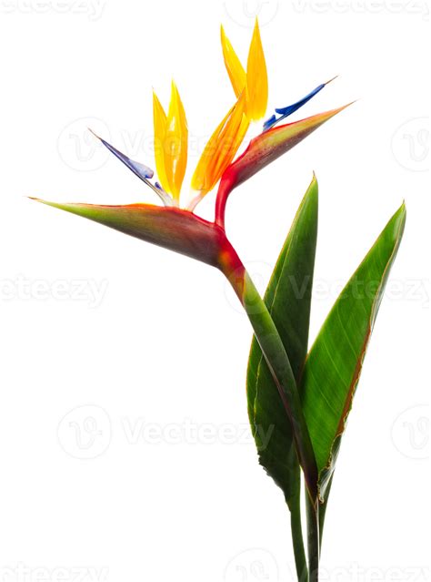 bird of paradise flower png transparent background 29711791 PNG