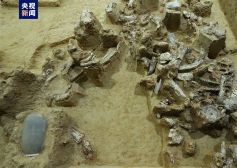 史前动物化石,文物考古,文化艺术,摄影素材,汇图网www.huitu.com