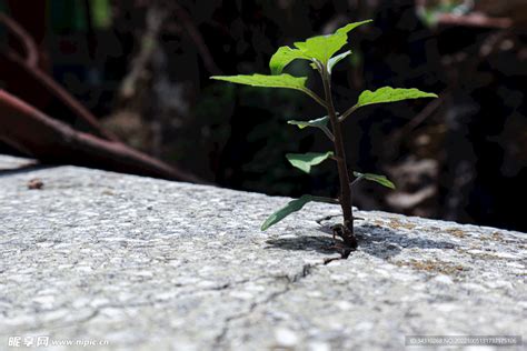 描述石缝里的植物生命力顽强的诗句有哪些？
