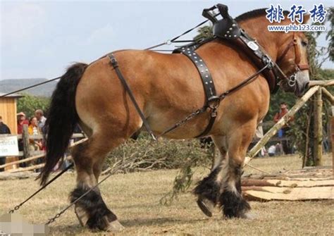 夏尔马图片