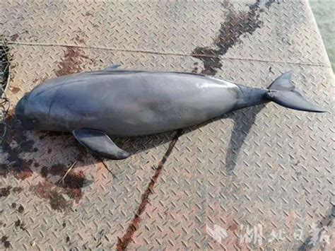 第五届中华白海豚保护宣传日活动举办