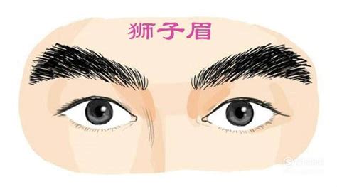 面相眉毛图解大全图片
