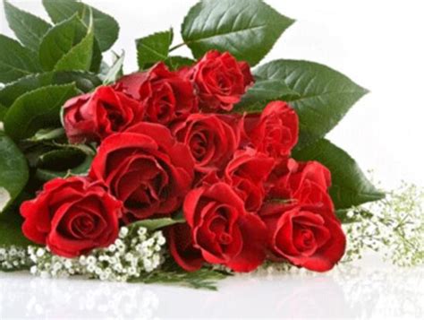 玫瑰支数代表的意思，送11朵还是19朵，不同枝数玫瑰代表的意义-绿宝园林网