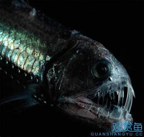 世界上最恐怖的十种鱼