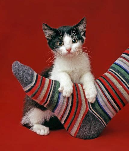 不小心踩到猫咪的脚或尾巴，该怎么道歉和治疗肿胀瘀伤