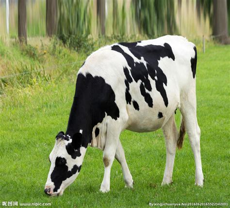 在草地上吃草的奶牛摄影图__家禽家畜_生物世界_摄影图库_昵图网nipic.com