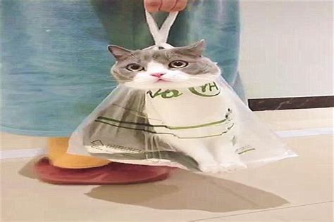 妹子新式遛猫，结果路人却将她拦下：你的塑料袋怎么长了个猫出来_猫咪
