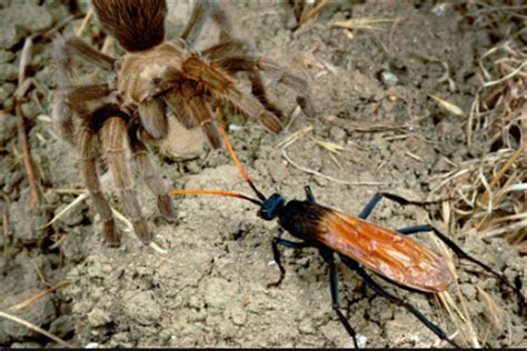 世界十大最毒的毒虫，黑寡妇蜘蛛排名第一(3)_巴拉排行榜