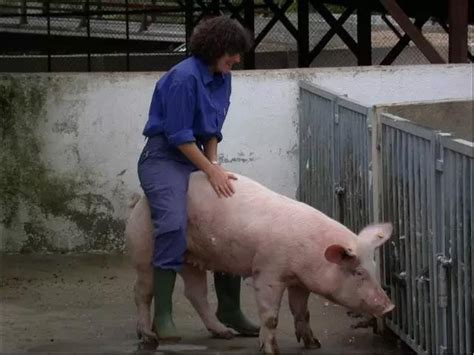 母猪阴道炎是怎么发生的_母猪阴道炎如何有效应对治疗|畜牧专家网