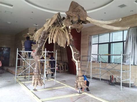 我所组织昭通剑齿象修复装架工程顺利结束|云南省文物考古研究所