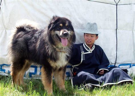 酷似藏獒的蒙古牧羊犬——货真价实的“牧羊犬”|蒙古|牧羊犬|藏獒_新浪新闻