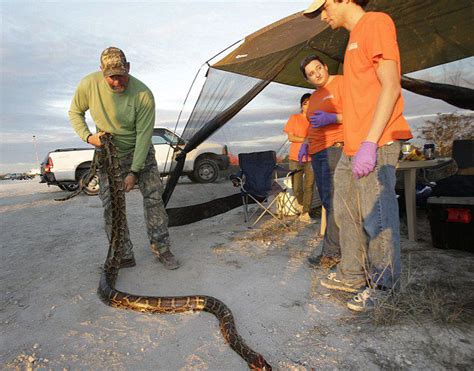 美国佛罗里达州大沼泽地兴起“蟒蛇挑战”活动 第二届蟒蛇大搜捕将在2016年举办 - 神秘的地球 科学|自然|地理|探索
