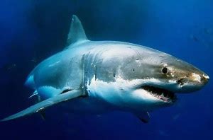 噬人鲨 - 快懂百科