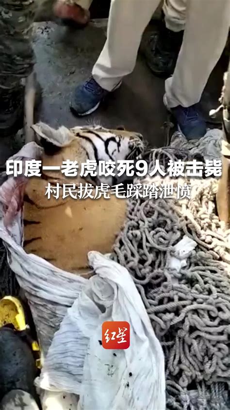 宁波一村民报警称发现老虎，民警到场发现系大型毛绒玩具_手机新浪网