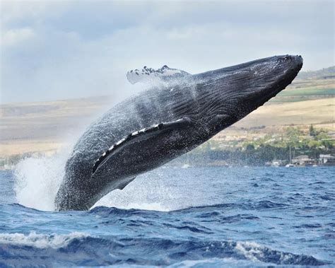 鲸的最初样子,鲸的祖先,幽灵鲸(第10页)_大山谷图库