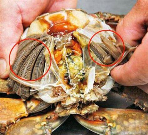 如何吃干净一只大闸蟹里的全部蟹肉？ - 知乎