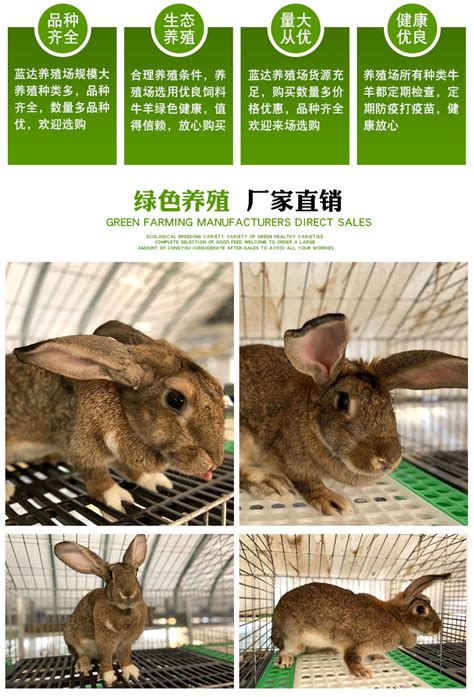 广东养殖兔子活体种兔 一月一窝8-12只月月回收新西兰种兔价格-阿里巴巴