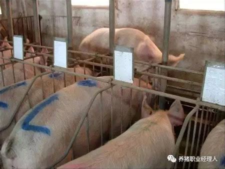 四图四表教会你如何鉴定母猪发情 - 猪繁育管理/养猪技术 - 中国养猪网-中国养猪行业门户网站