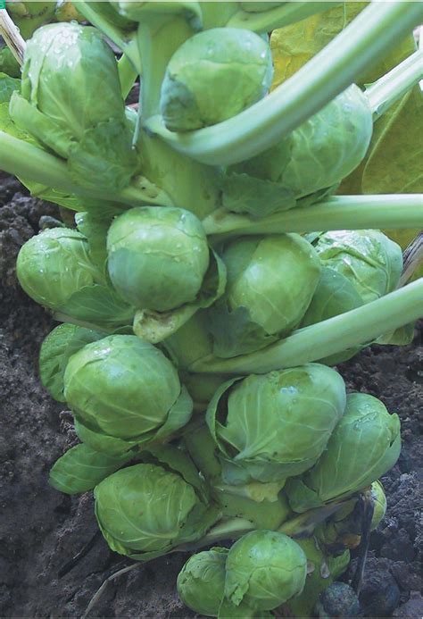 抱子甘蓝孢子甘蓝种子蔬菜种籽冬季抗寒卷心菜包心菜欧洲蔬菜种子-阿里巴巴