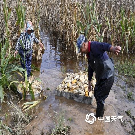 山西运城降雨致农田被淹 种植户下水抢收庄稼-图片-中国天气网