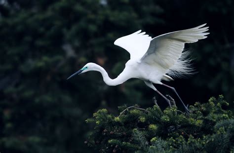 飞翔白鹭白天一只白鹭湖面户外飞翔摄影图配图高清摄影大图-千库网