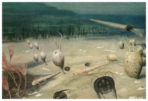 三叶虫,寒武纪,devonian,古生代,动物的外骨骼,化石,海底,自然,史前时代,水平画幅