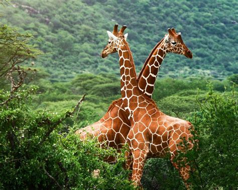 长颈鹿动物素材图片免费下载-千库网