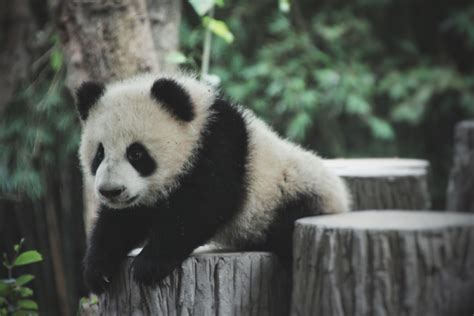 有哪些可爱的熊猫照片或视频？ - 知乎