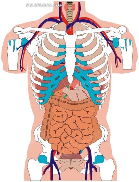 手绘人体内部骨骼和脏器图EPS素材免费下载_红动网
