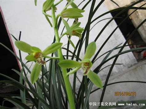 兰花变异的特征图片,兰花绿兰的特征,滇红素兰花的特征_大山谷图库