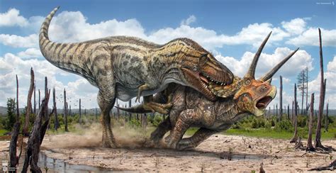 罕见三角龙与霸王龙的“决斗恐龙”化石将首次向公众展出 - 化石网