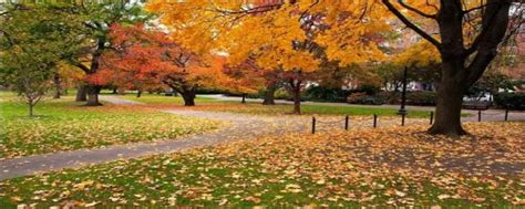 秋季枫树林高清图片下载-正版图片500722314-摄图网