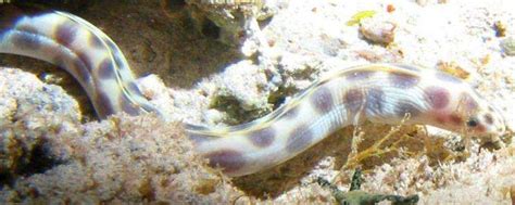 鳗鱼种类及区别，不同品种各具特点-农百科