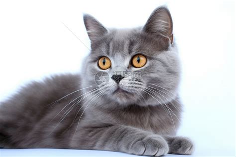 可爱的灰色小猫高清图片下载-正版图片600217935-摄图网