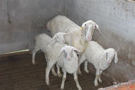 羊的特征和群居特点 - 惠农网