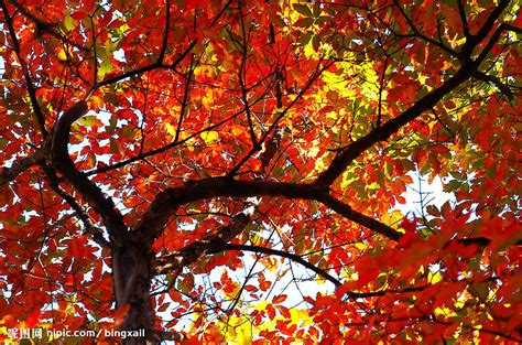 秋天的树叶摄影图__自然风景_自然景观_摄影图库_昵图网nipic.com