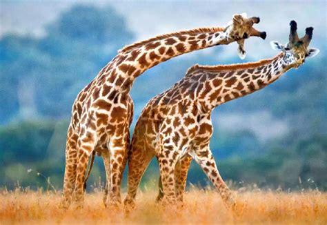 非洲热带草原上最典型的动物是-