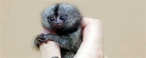 世界上最小的猴子 世界上最小的猴类侏儒狨介绍_知秀网