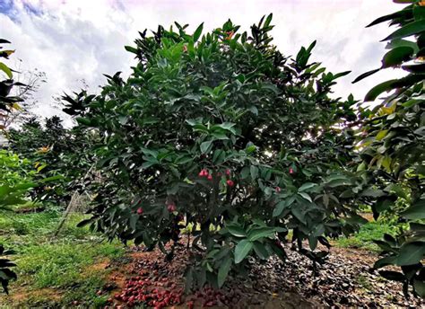 海南适合种植什么果树-行业新闻-中国花木网
