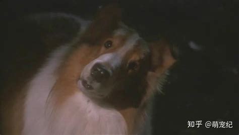 知名电视剧《灵犬莱西》中的明星，苏格兰牧羊犬——犬中的贵族|牧羊犬|苏格兰|灵犬莱西_新浪新闻