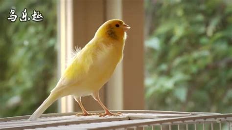 金丝雀鸟的叫声！尊贵鸟，纯金色的鸟儿！