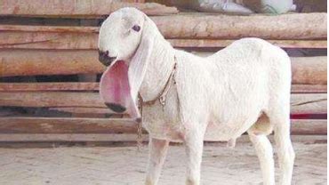 世界上最贵的羊，瓦格吉尔羊价格超过1600万元一只_绿色文库网